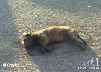 Denuncian envenenamiento masivo de perros en Morelia