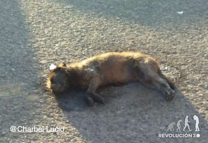Denuncian envenenamiento masivo de perros en Morelia