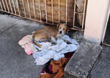 Perro abandonado en Mérida se rehúsa a irse del lugar que alguna vez fue su hogar
