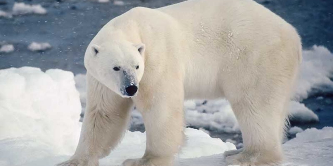 Unos 60 osos polares están atrapados porque no hay suficiente hielo para que migren