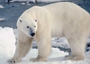 Unos 60 osos polares están atrapados porque no hay suficiente hielo para que migren