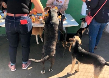 Perritos rescatados tuvieron su propia posada