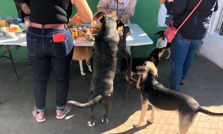 Perritos rescatados tuvieron su propia posada