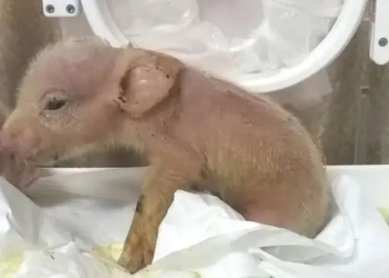 Nacen las primeras ‘químeras’, híbridos de mono y cerdo