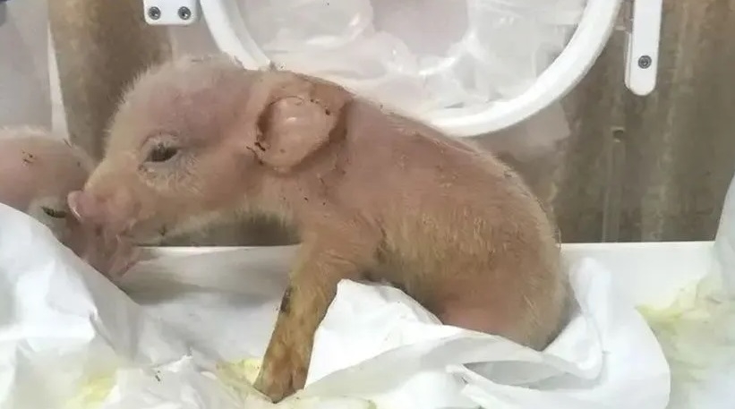 Nacen las primeras ‘químeras’, híbridos de mono y cerdo
