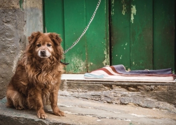 Sacrificarán perros en Ciudad Madero; aprueban nuevo reglamento que lo permite
