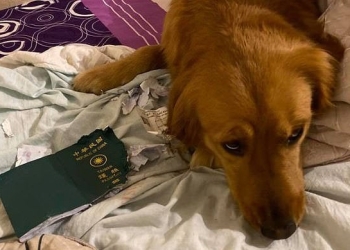 Su perro se comió su pasaporte y no pudo viajar a Wuhan, China