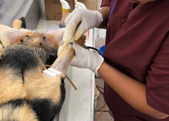 Bienestar Animal iniciará Brigadas de Esterilización