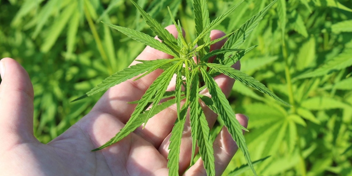 Senado alista debate sobre regulación de cannabis