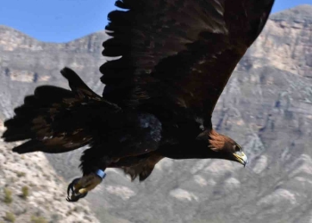 Así liberan a águilas y aves de presa en Coahuila