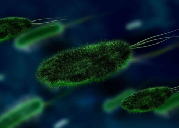 Virus de ébola podría tratar tumores cerebrales