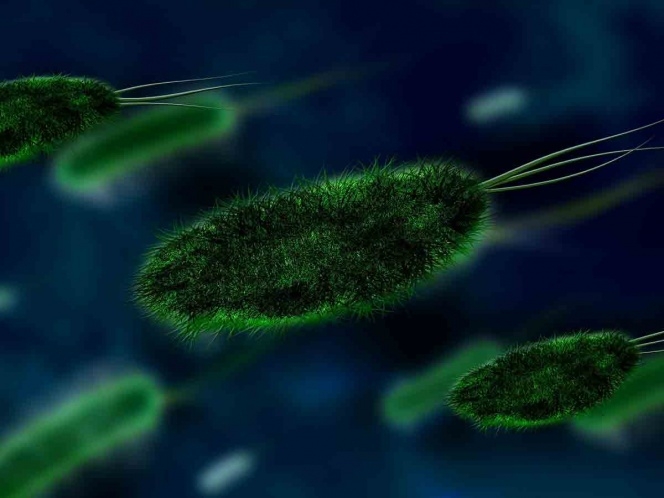 Virus de ébola podría tratar tumores cerebrales