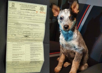 Lo multan por llevar a copiloto ‘perrón’