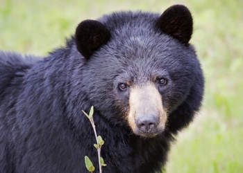 El oso negro en Coahuila  en posición preocupante