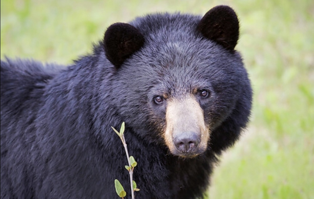 El oso negro en Coahuila en posición preocupante