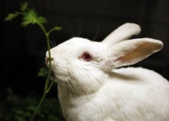 EEUU: estudian vedar cosméticos ensayados en animales