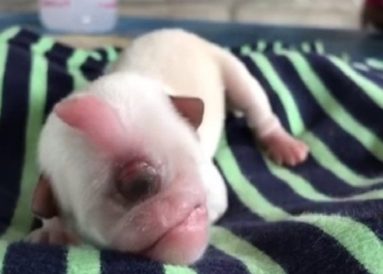 Kevin, el perrito que nació con un solo ojo