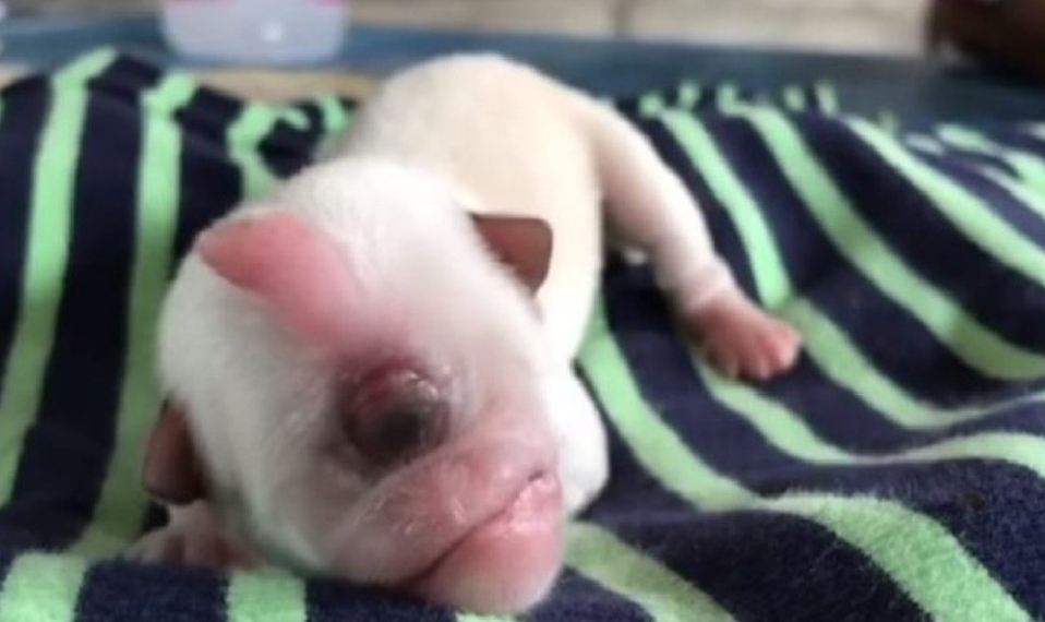 Kevin, el perrito que nació con un solo ojo