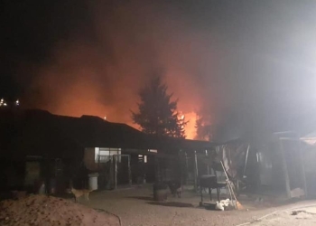 Provocan incendio en albergue de perros en Edomex