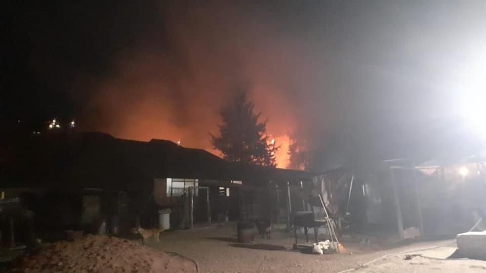 Provocan incendio en albergue de perros en Edomex