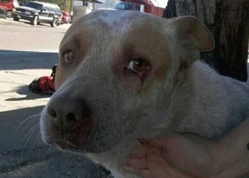 Jacob, perrito mexicano que espera a su amo fallecido
