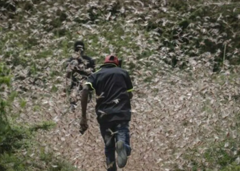 Plaga de langostas amenaza a África; Somalia declara emergencia nacional
