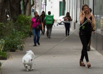 Pelaje de mascotas, factor que propagaría Covid-19: experto