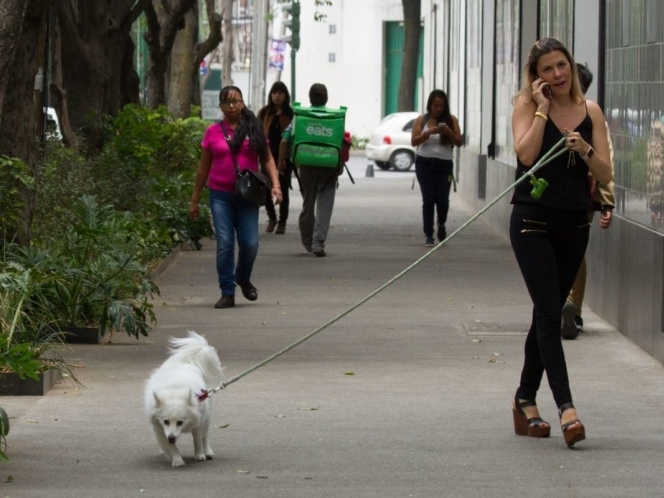 Pelaje de mascotas, factor que propagaría Covid-19: experto