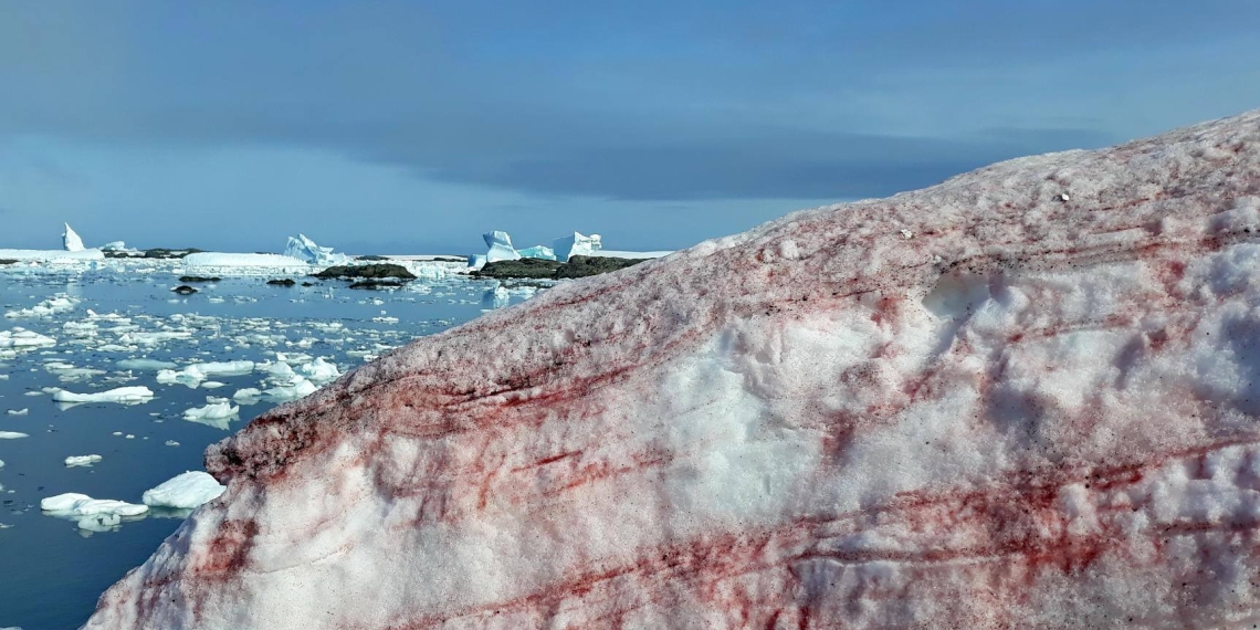 Filtran fotos de la Antártida cubierta de “nieve con sangre”