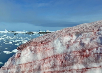 Filtran fotos de la Antártida cubierta de “nieve con sangre”