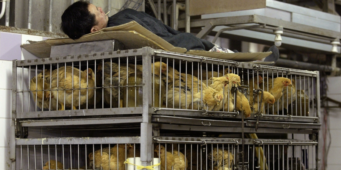 Reportan nuevamente venta de carne de murciélago en China
