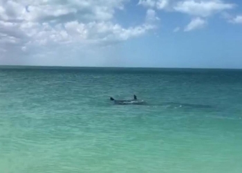 Registran a mantarrayas tras ausencia de turistas en Holbox