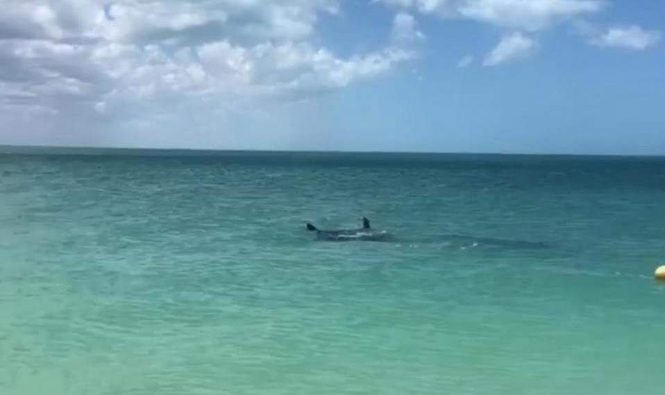 Registran a mantarrayas tras ausencia de turistas en Holbox