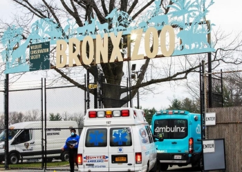 Tigre de 4 años da positivo a COVID-19 en Nueva York