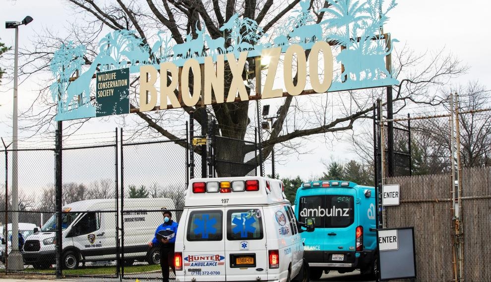 Tigre de 4 años da positivo a COVID-19 en Nueva York