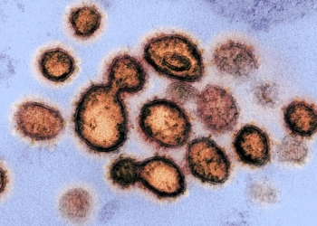 Detectan nueva cepa de coronavirus más contagiosa