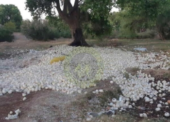 Campesinos tiran cebolla a la basura; les dan un peso por kilo