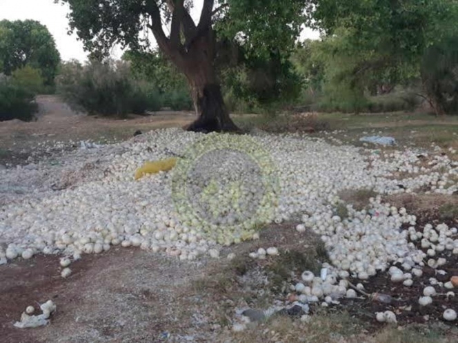 Campesinos tiran cebolla a la basura; les dan un peso por kilo