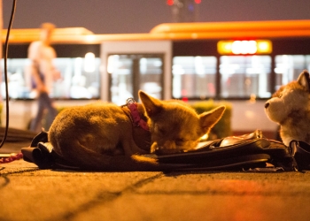 China prohíbe consumo de perros, gatos, serpientes y lagartos