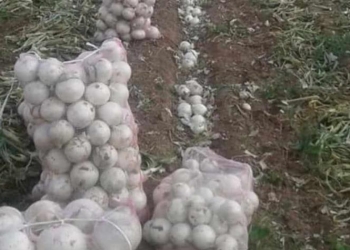 Campesinos tiran toneladas de cebollas porque les ofrecían 1 peso por kilo, en Chihuahua