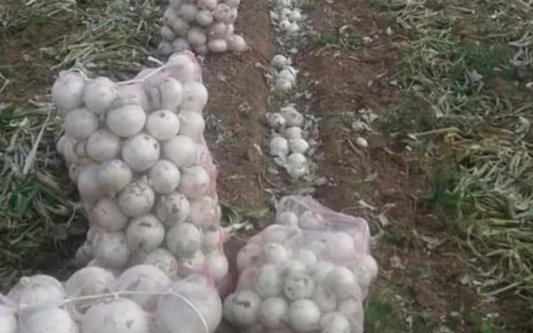 Campesinos tiran toneladas de cebollas porque les ofrecían 1 peso por kilo, en Chihuahua
