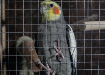 Matan a niña de 8 años por liberar a pericos de su jaula