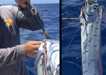 ¿Es el fin del mundo? Pez remo en Cozumel reaviva mito