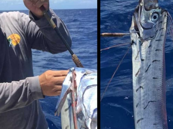 ¿Es el fin del mundo? Pez remo en Cozumel reaviva mito