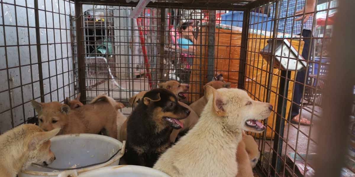Pandemia arruina la ‘Fiesta de la carne de perro’ en China
