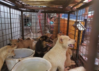 Pandemia arruina la ‘Fiesta de la carne de perro’ en China