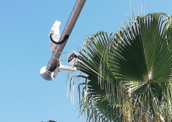 ¿Pajaritos bien vigilados?