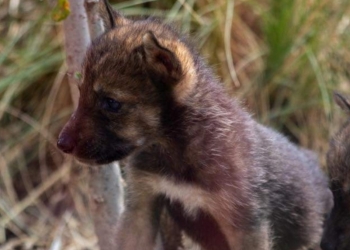 Nace camada de lobo gris