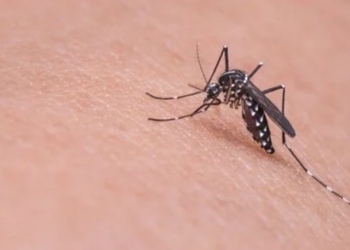 Detectan nueva cepa de zika en Brasil