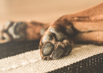 Abastecería Corea del Norte restaurantes con perros ante escasez de comida